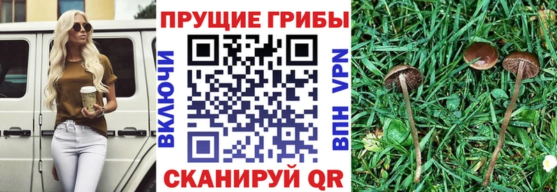 blacksprut онион  Добрянка  Галлюциногенные грибы Magic Shrooms 