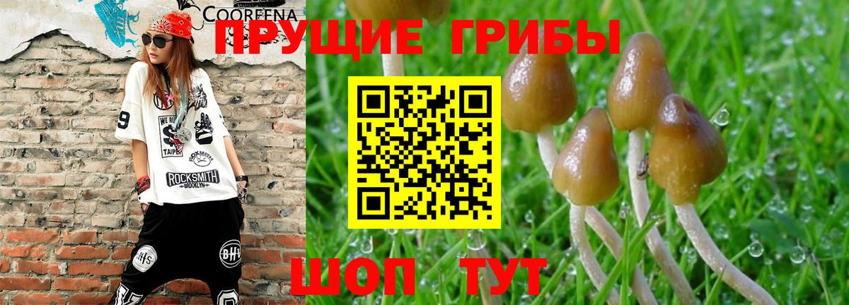 Псилоцибиновые грибы Psilocybe Добрянка
